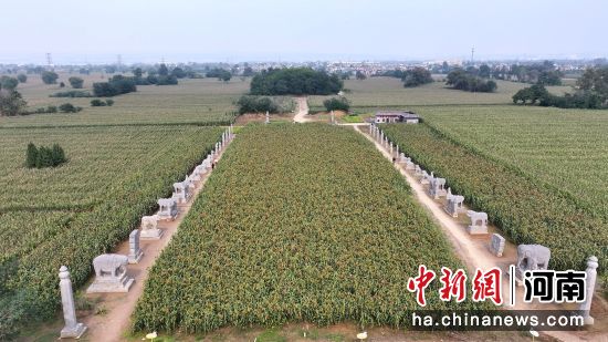 图为永泰陵陵区内的高粱渐次成熟。(无人机照片)马健 摄 图为永泰陵陵区内的高粱渐次成熟。(无人机照片)马健 摄