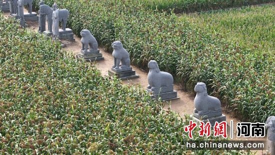 图为渐次染红的高粱与屹立千年的石像生相映成趣。(无人机照片)马健 摄 图为渐次染红的高粱与屹立千年的石像生相映成趣。(无人机照片)马健 摄