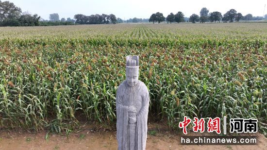 图为永泰陵陵区内的石像生和高粱地。(无人机照片)马健 摄 图为永泰陵陵区内的石像生和高粱地。(无人机照片)马健 摄