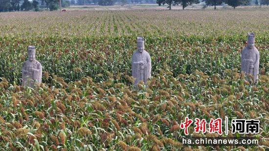 图为永泰陵陵区内的石像生和高粱地。(无人机照片)马健 摄 图为永泰陵陵区内的石像生和高粱地。(无人机照片)马健 摄