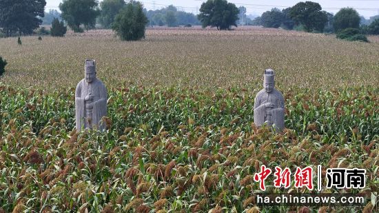 图为永泰陵陵区内的石像生和高粱地。(无人机照片)马健 摄 图为永泰陵陵区内的石像生和高粱地。(无人机照片)马健 摄