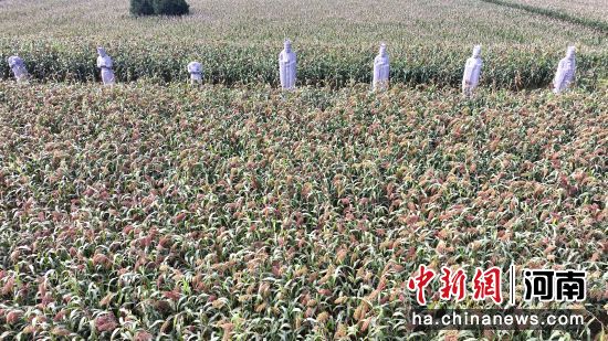图为永泰陵陵区内的石像生和高粱地。(无人机照片)马健 摄 图为永泰陵陵区内的石像生和高粱地。(无人机照片)马健 摄