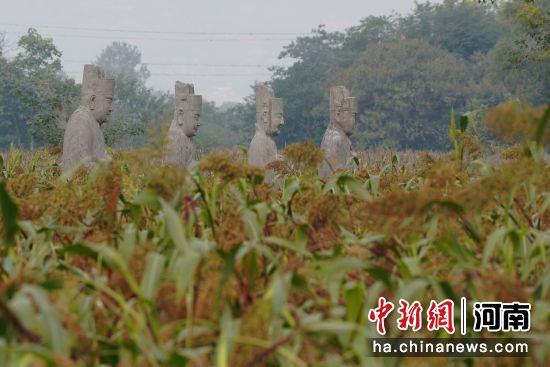 图为渐次染红的高粱与屹立千年的石像生相映成趣。马健 摄 图为渐次染红的高粱与屹立千年的石像生相映成趣。马健 摄