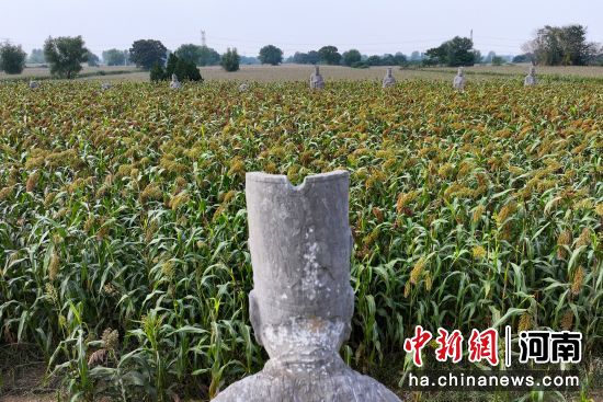 图为永泰陵陵区内的石像生和高粱地。(无人机照片)马健 摄 图为永泰陵陵区内的石像生和高粱地。(无人机照片)马健 摄