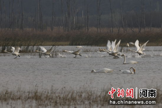图为大天鹅在水面上游弋起舞。张明云 摄 图为大天鹅在水面上游弋起舞。张明云 摄