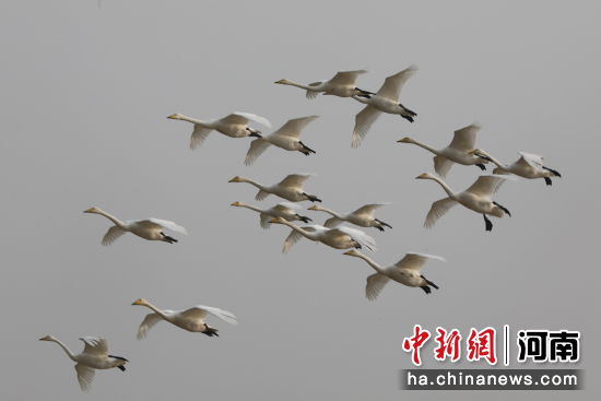 图为大天鹅在空中飞翔。张明云 摄 图为大天鹅在空中飞翔。张明云 摄