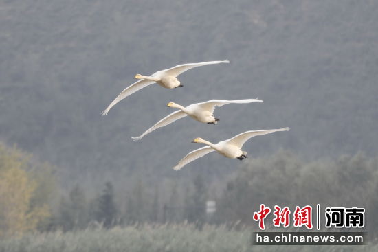 图为大天鹅在空中飞翔。张明云 摄 图为大天鹅在空中飞翔。张明云 摄