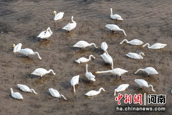 图为大天鹅在水中觅食。张明云 摄 图为大天鹅在水中觅食。张明云 摄