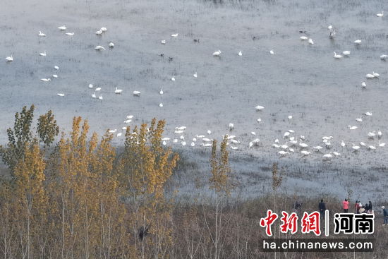 图为大天鹅在水面上游弋。张明云 摄 图为大天鹅在水面上游弋。张明云 摄