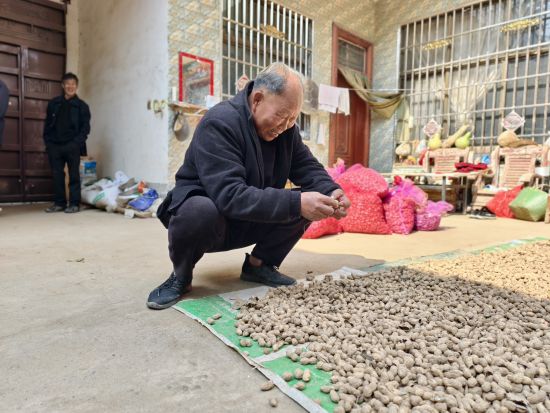 图为孙义银查看晾晒的花生。 图为孙义银查看晾晒的花生。