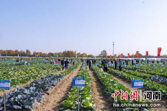 图为现场展示的蔬菜品种。惠济区委宣传部供图 图为现场展示的蔬菜品种。惠济区委宣传部供图