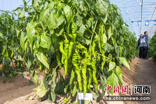 图为现场展示的蔬菜品种。惠济区委宣传部供图 图为现场展示的蔬菜品种。惠济区委宣传部供图