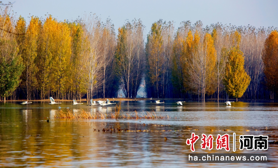 图为湖滨区王官湿地的白天鹅。湖滨区文化和旅游局供图 图为湖滨区王官湿地的白天鹅。湖滨区文化和旅游局供图