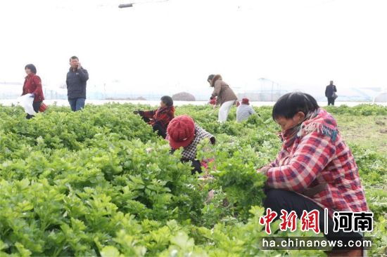 图为村民在采收胡芹。 图为村民在采收胡芹。