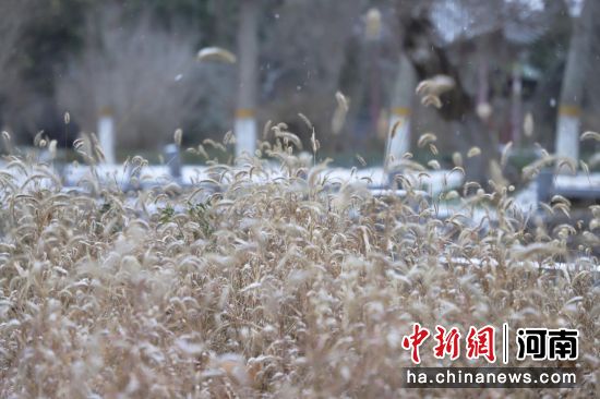 ͼΪ����̨��԰ѩ����