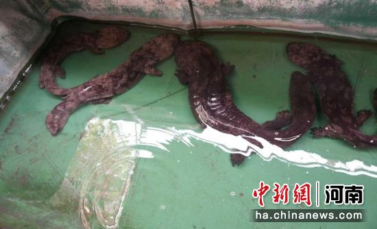 ͼΪ������ֳ�������㡣