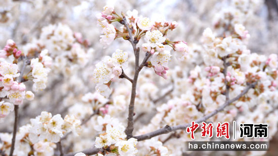 ͼΪʢ����ӣ�һ���