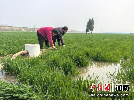 图为农户查看小麦灌溉情况。 图为农户查看小麦灌溉情况。