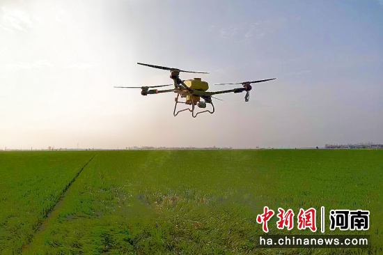 图为植保无人机在喷洒农药。于晓虹 摄 图为植保无人机在喷洒农药。于晓虹 摄