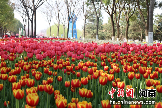 ͼΪ��Ұ�ذ׺�̲ʪ�ع�԰������ʢ�š�