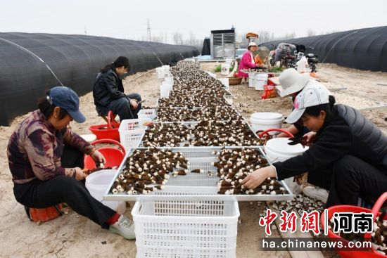 图为村民在分拣羊肚菌。 图为村民在分拣羊肚菌。