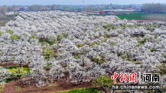 图为百亩梨园进入盛花期。朱新国 摄 图为百亩梨园进入盛花期。朱新国 摄