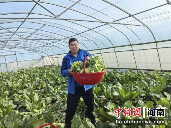 图为大棚蔬菜丰收。 图为大棚蔬菜丰收。