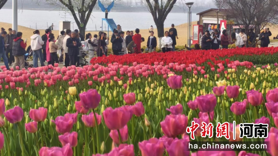 图为新野县白河滩郁金香花海。 图为新野县白河滩郁金香花海。