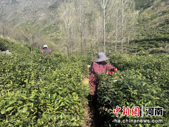 图为采茶工正在采茶。 图为采茶工正在采茶。