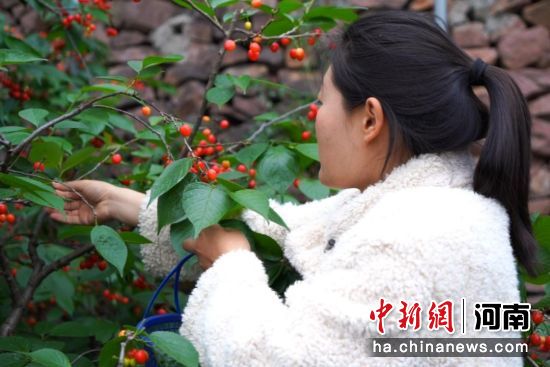 图为游客在大棚里采摘樱桃。方堃 摄 图为游客在大棚里采摘樱桃。方堃 摄