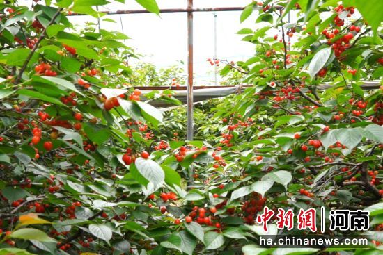 图为晶莹剔透的樱桃挂满枝头。方堃 摄 图为晶莹剔透的樱桃挂满枝头。方堃 摄