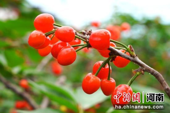 图为果肉饱满的樱桃。方堃 摄 图为果肉饱满的樱桃。方堃 摄