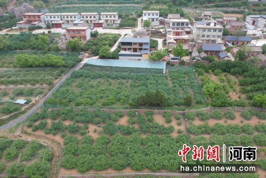 图为樱桃采摘园航拍。方堃 摄 图为樱桃采摘园航拍。方堃 摄