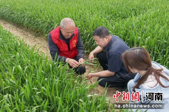 图为农技志愿者在进行技术指导。 图为农技志愿者在进行技术指导。