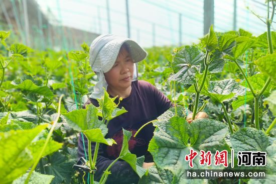 图为农户在进行大棚瓜果蔬菜管理。 图为农户在进行大棚瓜果蔬菜管理。