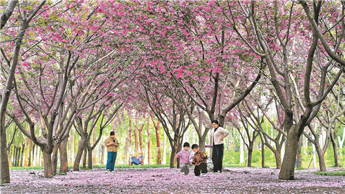 4月12日,柘城县千树园公园樱花盛放,粉樱缀满枝头,游人漫步赏花,孩童在花下嬉戏。 张子斌 摄 4月12日,柘城县千树园公园樱花盛放,粉樱缀满枝头,游人漫步赏花,孩童在花下嬉戏。 张子斌 摄