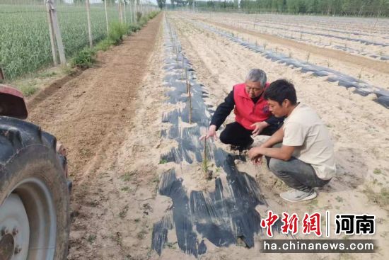 图为科技特派员讲解幼树管理技术。 图为科技特派员讲解幼树管理技术。
