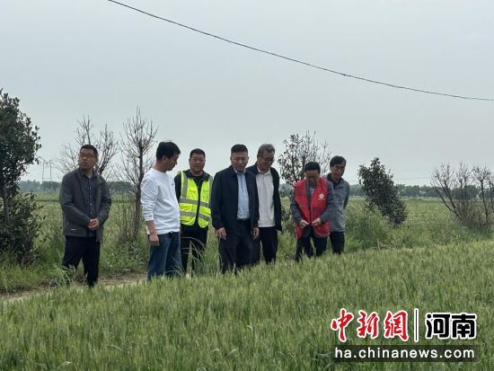 图为技术人员在查看麦田情况。 图为技术人员在查看麦田情况。