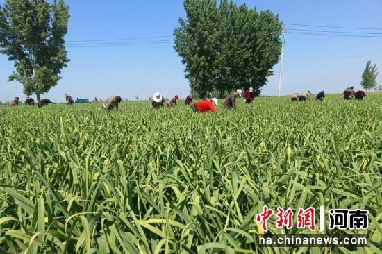 图为蒜农在采收蒜苔。 图为蒜农在采收蒜苔。