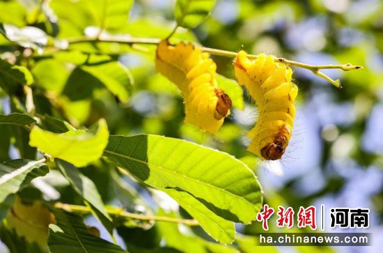 图为生长中的柞蚕。鲁山县委宣传部供图 图为生长中的柞蚕。鲁山县委宣传部供图