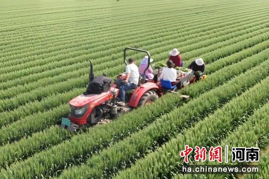 图为四行辣椒移栽机在田间作业。闫开健 摄 图为四行辣椒移栽机在田间作业。闫开健 摄