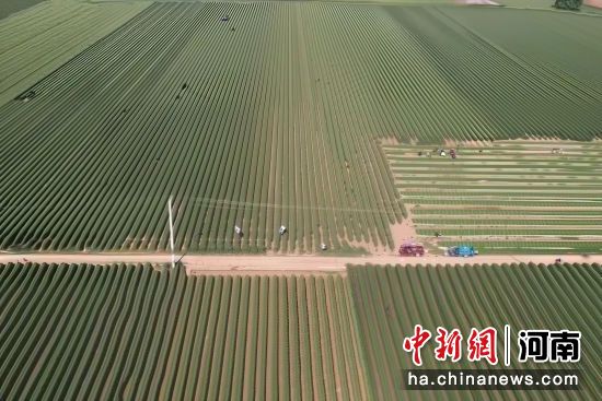 图为辣椒移栽机在田间作业。闫开健 摄 图为辣椒移栽机在田间作业。闫开健 摄