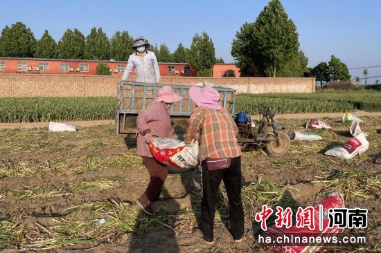 图为蒜农在采收大蒜。 图为蒜农在采收大蒜。