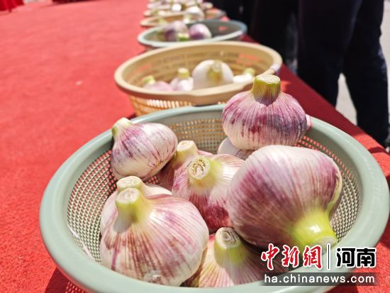 图为个头硕大的杞县大蒜。 图为个头硕大的杞县大蒜。