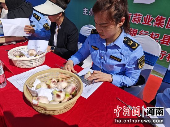 图为评委现场评选。 图为评委现场评选。