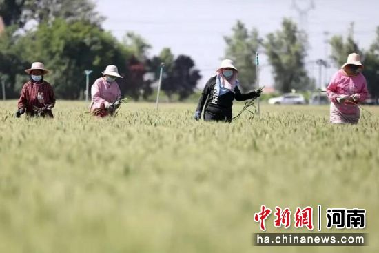 图为小麦管护作业现场。温县县委统战部供图 图为小麦管护作业现场。温县县委统战部供图