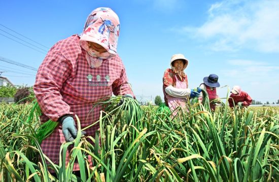 在山东省平度市仁兆镇郑家管村,蒜农在地里采摘蒜薹。新华社记者李紫恒 摄 在山东省平度市仁兆镇郑家管村,蒜农在地里采摘蒜薹。新华社记者李紫恒 摄