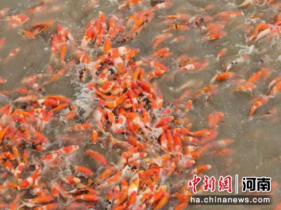 图为种植户养殖的锦鲤。中牟新区党工委供图 图为种植户养殖的锦鲤。中牟新区党工委供图