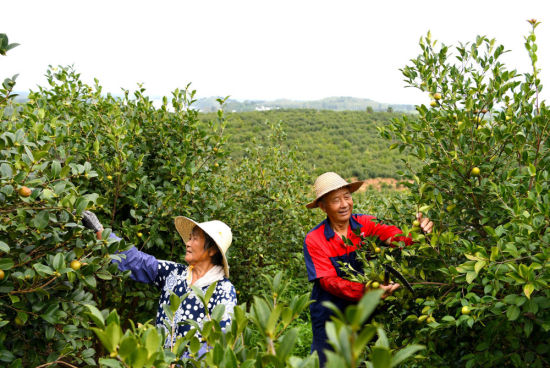 村民在河南省光山县槐店乡司马光油茶园内劳作。记者 郝源 摄 村民在河南省光山县槐店乡司马光油茶园内劳作。记者 郝源 摄