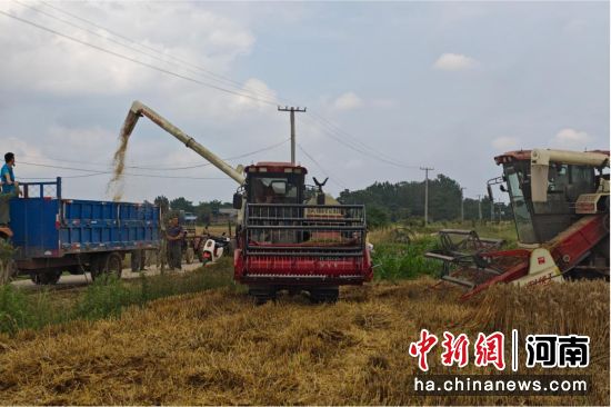 图为收割机在进行割、脱、装一体作业。 图为收割机在进行割、脱、装一体作业。